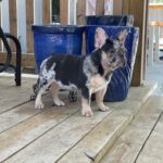 Merle French Bulldog puppy.