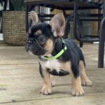 Black & Tan Tri French Bulldog puppy