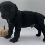 Black Cane Corso puppy for sale TX