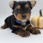 Yorkie puppy for sale TX