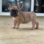 SunSol's Fawn Frenchie puppy