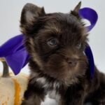 Yorkie puppy for sale TX