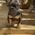 Frenchie puppy TX