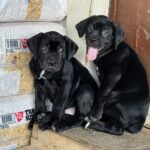 Black Cane Corso puppy for sale Texas