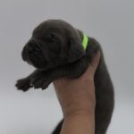 Blue Cane Corso puppy