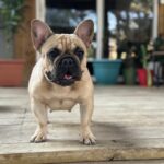 Frenchie puppies for Sale TX near me