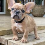 Frenchie puppy TX