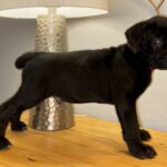 Cane Corso puppies TX Cachorros de Cane Corso en venta TX