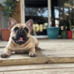 Fawn French Bulldogs TX