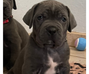 SunSol Cane Corso blue puppy boy