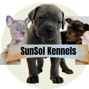 Cane Corso puppy Frenchie puppy yorkie puppy