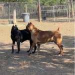 Cane Corso Breeder