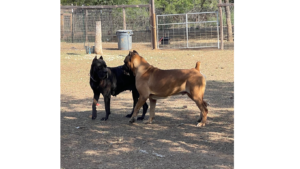 Cane Corso Breeder