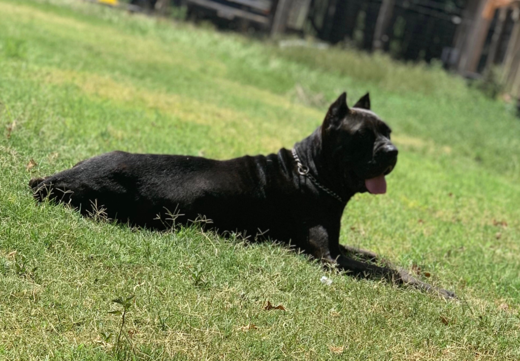 Black Cane Corso TX