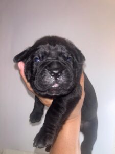 Black Cane Corso puppy for sale TX