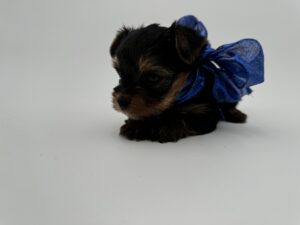 Yorkie puppy for sale Texas