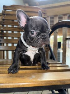 Black Frenchie puppy for sale TX