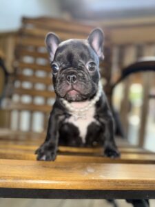 Frenchie puppy near me