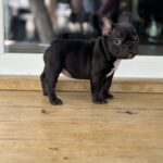 Frenchie Breeder Austin