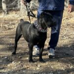 Cane Corso en venta