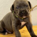 Blue Cane Corso puppy for sale TX