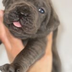 Blue Cane Corso puppy for sale TX