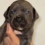 Blue Cane Corso puppies TX