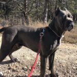 Blue Cane Corso TX