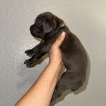 Blue Cane Corso puppy for sale TX