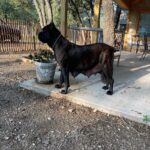 Black Cane Corsos for sale