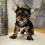 Yorkie Puppies for sale Texas