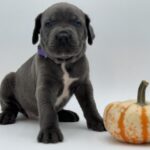 Cane Corso cachorro en venta