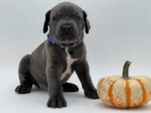 Cane Corso cachorro en venta