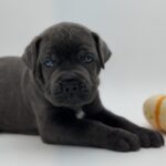 Cane Corso puppy near me Texas