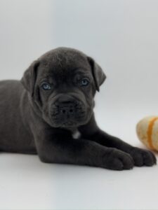 Cane Corso puppy near me Texas