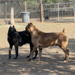 Cane Corso en venta