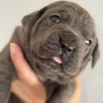 Blue Cane Corso puppy for sale TX