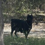 Cane Corso en venta