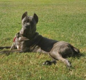 Cane Corso puppies Texas