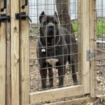 Blue Cane Corso near me