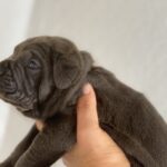 Blue Cane Corso puppy for sale TX