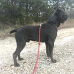 Blue Cane Corso near me